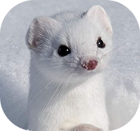 A close-up of an ermine's face