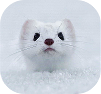 An ermine looking up from the snow