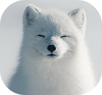 A close-up of an ermine's face