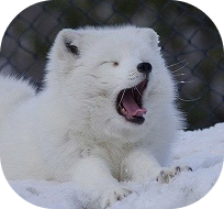 An ermine looking up from the snow