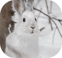 A close-up of an ermine's face