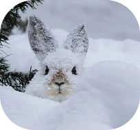 An ermine looking up from the snow