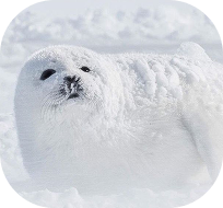 A close-up of an ermine's face