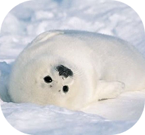 An ermine looking up from the snow
