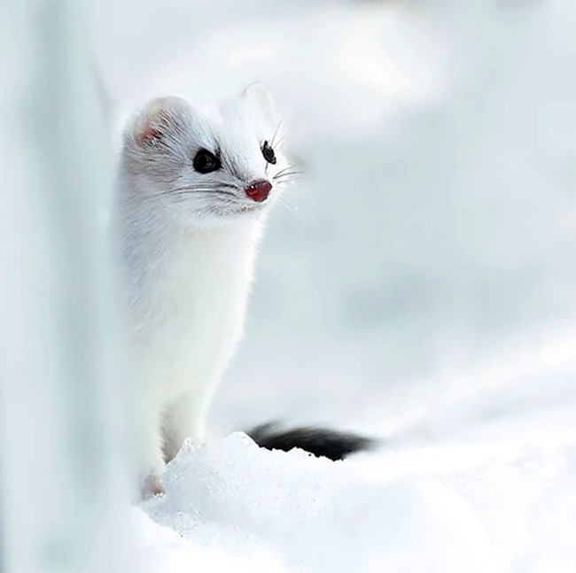 An ermine standing on a rock